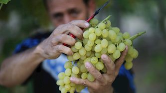 ענבים, צילום: פלאש 90